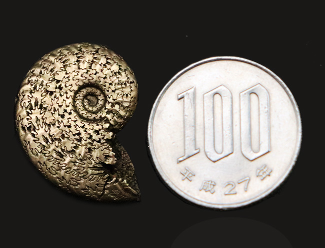 抜群に美しい縫合線にご注目！世界中のアンモナイトコレクターから愛される、フランス・アヴェロン産の黄鉄鉱化アンモナイト（その9）