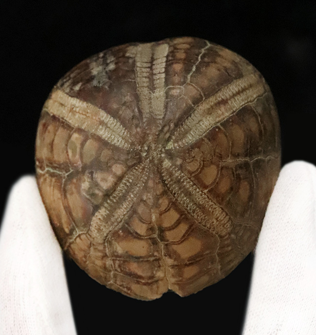 ずっしり重い、質量感ある国産のウニの化石。ムカシブンブクの仲間（Linthia nipponica）（その1）