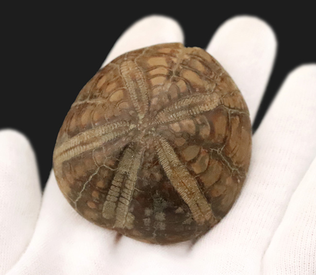 ずっしり重い、質量感ある国産のウニの化石。ムカシブンブクの仲間（Linthia nipponica）（その2）