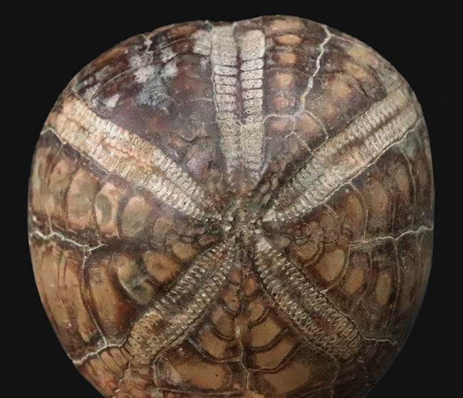 ずっしり重い、質量感ある国産のウニの化石。ムカシブンブクの仲間（Linthia nipponica）（その3）