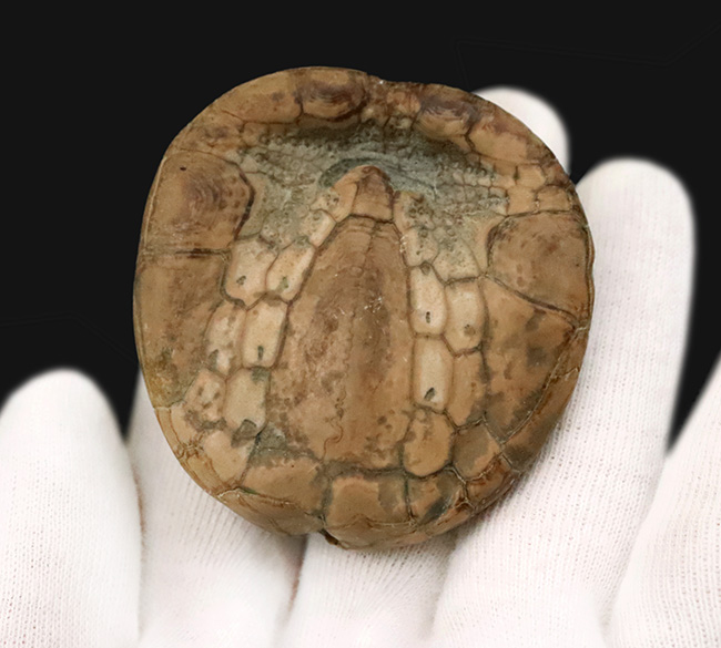 ずっしり重い、質量感ある国産のウニの化石。ムカシブンブクの仲間（Linthia nipponica）（その4）