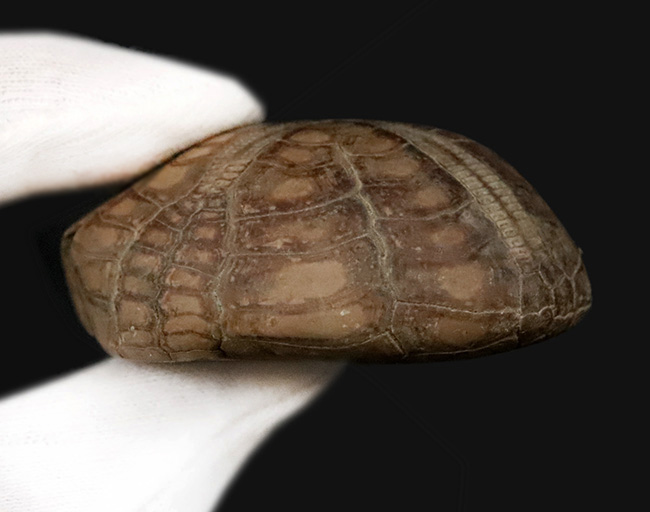 ずっしり重い、質量感ある国産のウニの化石。ムカシブンブクの仲間（Linthia nipponica）（その5）