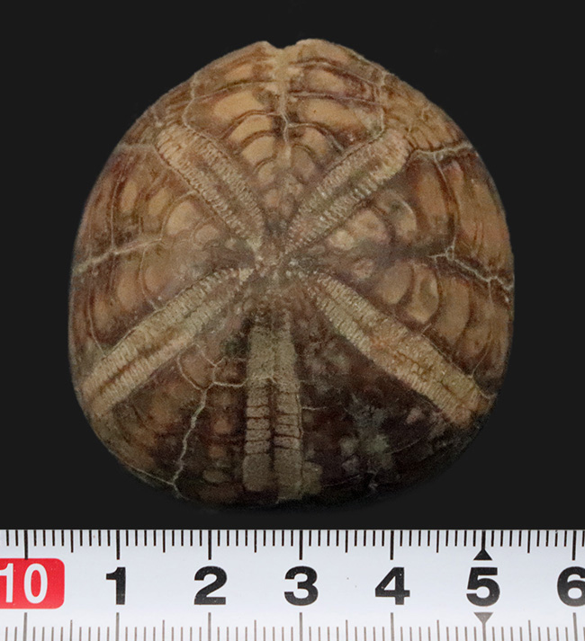 ずっしり重い、質量感ある国産のウニの化石。ムカシブンブクの仲間（Linthia nipponica）（その6）