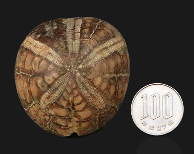 ずっしり重い、質量感ある国産のウニの化石。ムカシブンブクの仲間（Linthia nipponica）（その7）