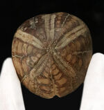 ずっしり重い、質量感ある国産のウニの化石。ムカシブンブクの仲間（Linthia nipponica）