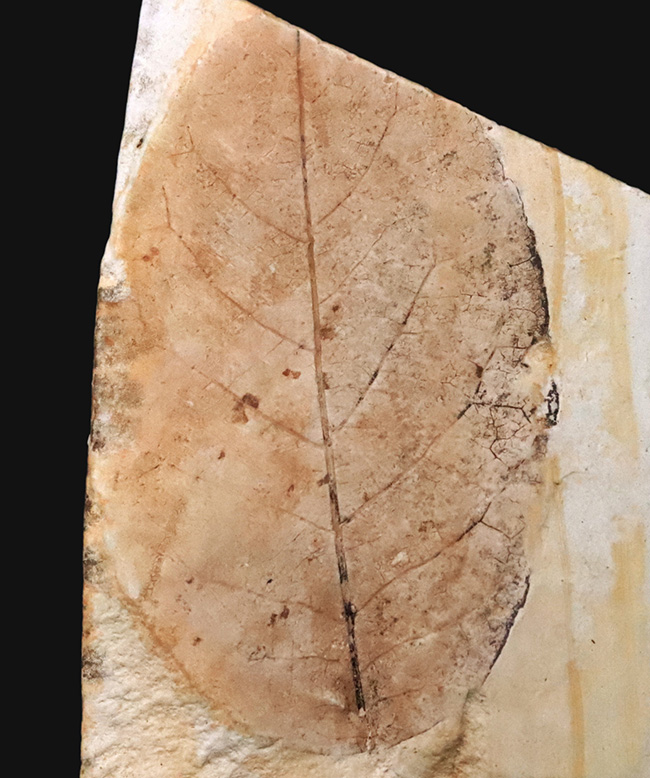 卵型の葉形が精緻に保存された、岩手県雫石町・用ノ沢の中新世層から産出した広葉樹の木の葉の化石（その1）