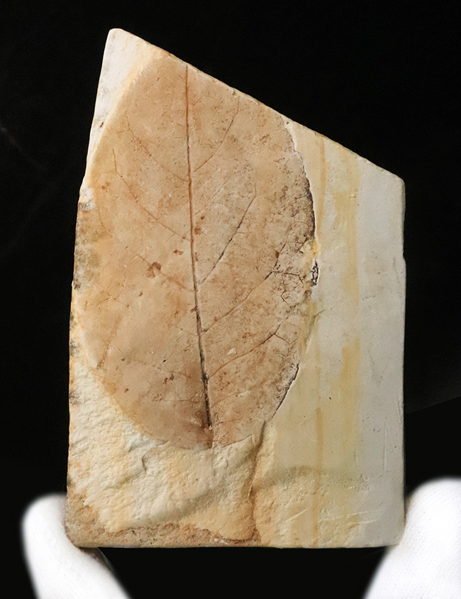 卵型の葉形が精緻に保存された、岩手県雫石町・用ノ沢の中新世層から産出した広葉樹の木の葉の化石（その2）