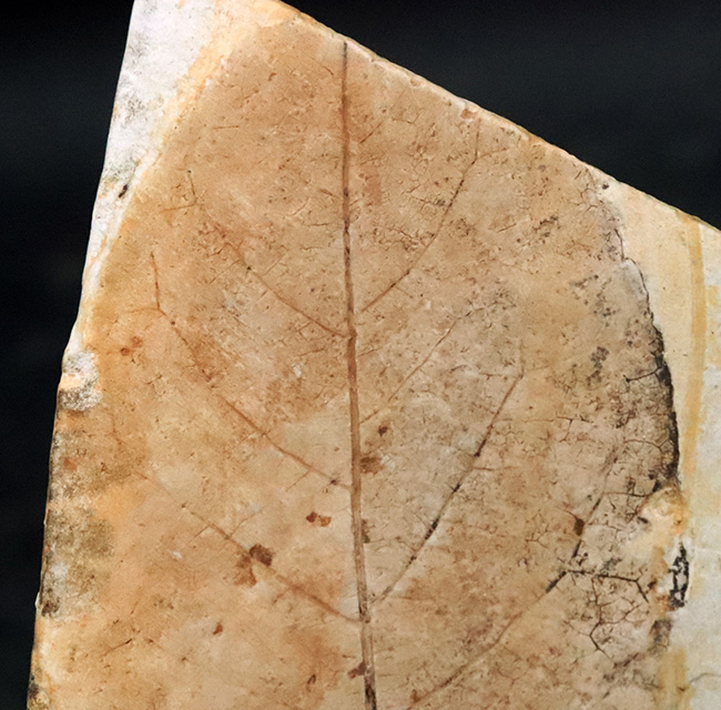 卵型の葉形が精緻に保存された、岩手県雫石町・用ノ沢の中新世層から産出した広葉樹の木の葉の化石（その4）