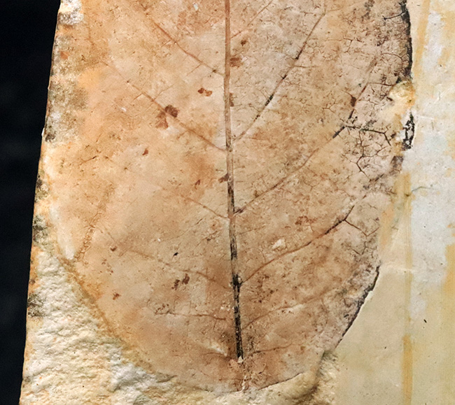 卵型の葉形が精緻に保存された、岩手県雫石町・用ノ沢の中新世層から産出した広葉樹の木の葉の化石（その5）