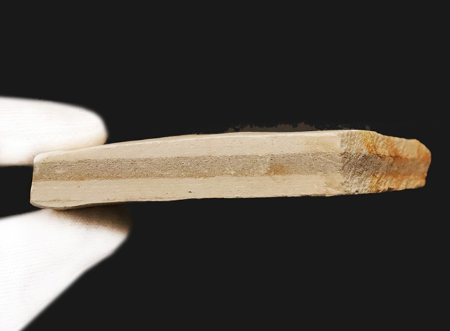 卵型の葉形が精緻に保存された、岩手県雫石町・用ノ沢の中新世層から産出した広葉樹の木の葉の化石（その7）