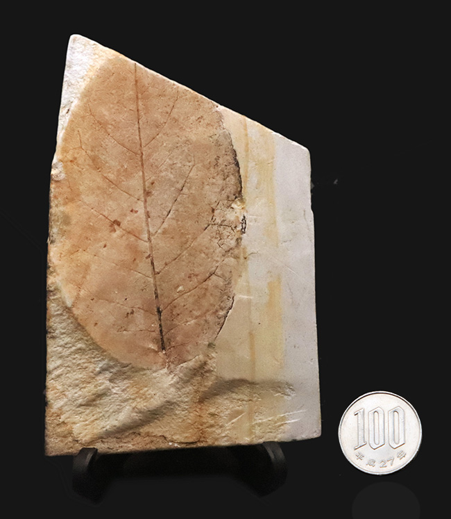 卵型の葉形が精緻に保存された、岩手県雫石町・用ノ沢の中新世層から産出した広葉樹の木の葉の化石（その9）