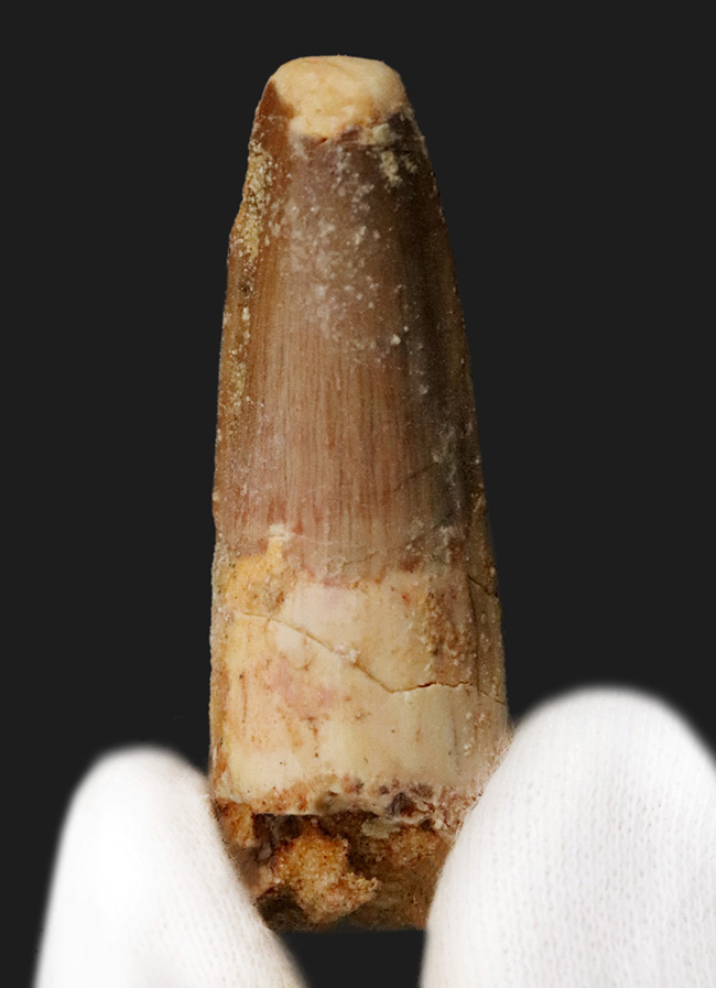 エナメル質に美しい光沢あり、北アフリカ・モロッコの白亜紀層から採集された、スピノサウルス（Spinosaurus）の歯化石（その1）