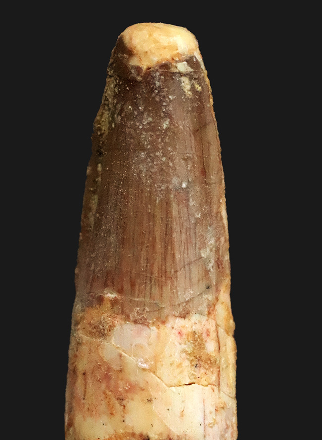 エナメル質に美しい光沢あり、北アフリカ・モロッコの白亜紀層から採集された、スピノサウルス（Spinosaurus）の歯化石（その2）