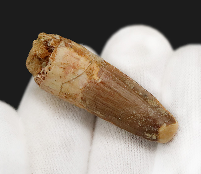 エナメル質に美しい光沢あり、北アフリカ・モロッコの白亜紀層から採集された、スピノサウルス（Spinosaurus）の歯化石（その3）