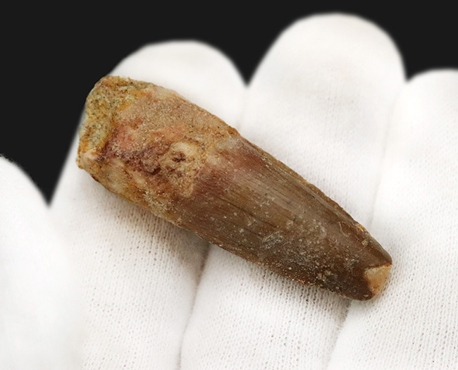 エナメル質に美しい光沢あり、北アフリカ・モロッコの白亜紀層から採集された、スピノサウルス（Spinosaurus）の歯化石（その4）