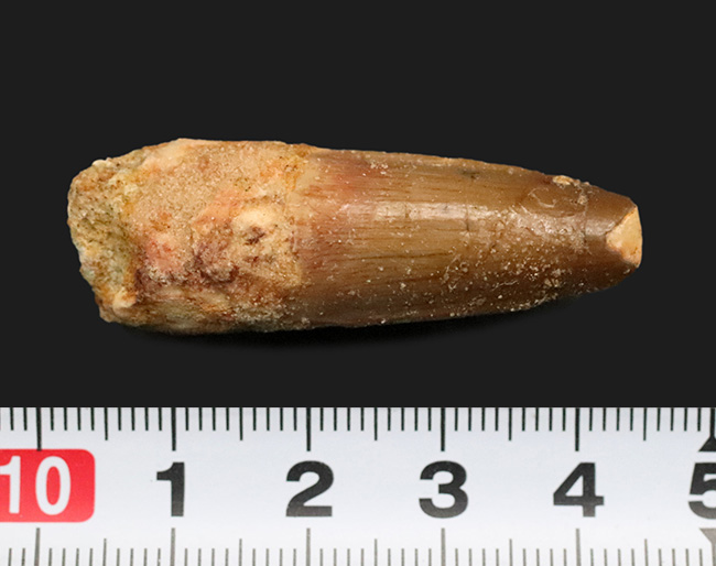 エナメル質に美しい光沢あり、北アフリカ・モロッコの白亜紀層から採集された、スピノサウルス（Spinosaurus）の歯化石（その6）