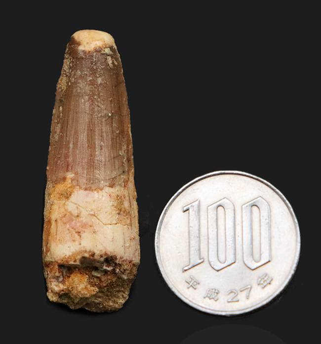 エナメル質に美しい光沢あり、北アフリカ・モロッコの白亜紀層から採集された、スピノサウルス（Spinosaurus）の歯化石（その7）