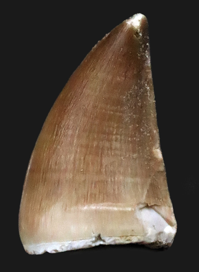 保存状態極めて良好！白亜紀後期の海の王者、モササウルス（Mosasaurus）の上質歯化石（その1）