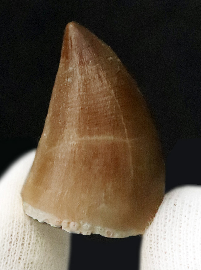 保存状態極めて良好！白亜紀後期の海の王者、モササウルス（Mosasaurus）の上質歯化石（その2）