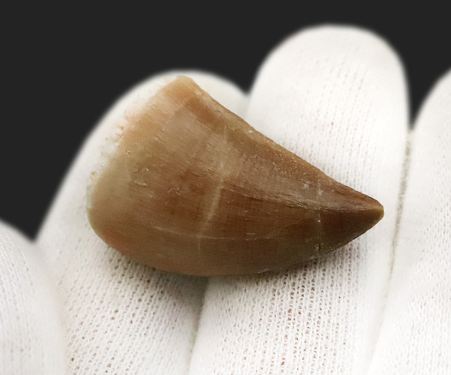 保存状態極めて良好！白亜紀後期の海の王者、モササウルス（Mosasaurus）の上質歯化石（その4）