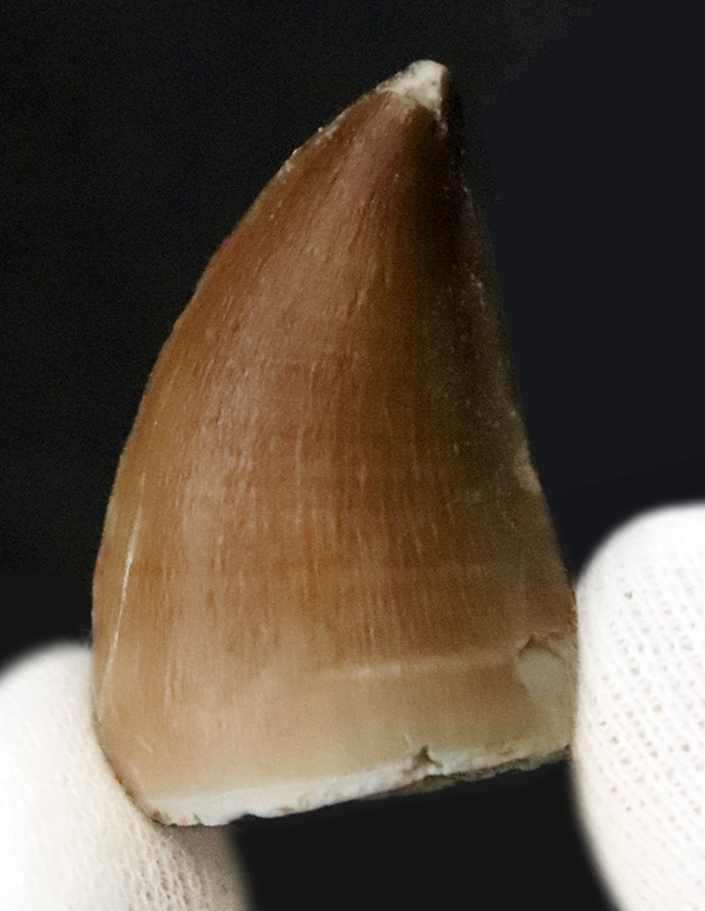 保存状態極めて良好！白亜紀後期の海の王者、モササウルス（Mosasaurus）の上質歯化石（その5）