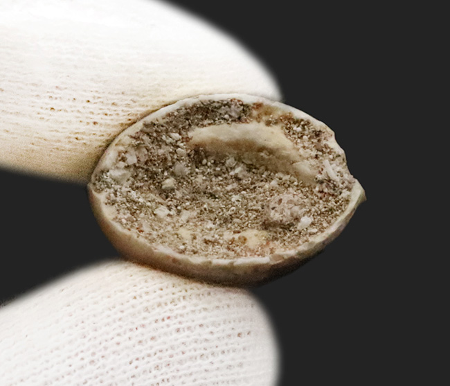 保存状態極めて良好！白亜紀後期の海の王者、モササウルス（Mosasaurus）の上質歯化石（その6）