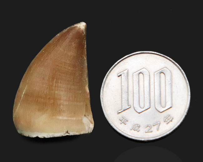 保存状態極めて良好！白亜紀後期の海の王者、モササウルス（Mosasaurus）の上質歯化石（その8）