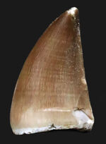 保存状態極めて良好！白亜紀後期の海の王者、モササウルス（Mosasaurus）の上質歯化石