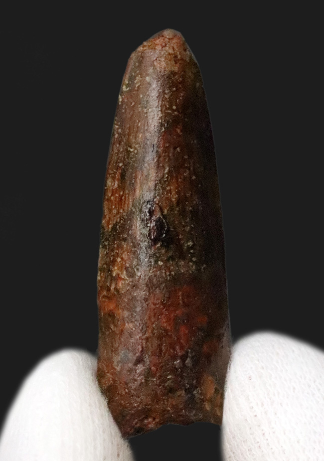 恐竜化石 スピノサウルスの歯 Amazon | SCIENCE 恐竜の化石「スピノサウルスの歯 化石（獣脚類