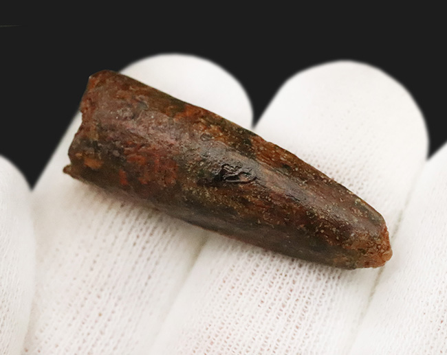 白亜紀、北アフリカの覇者・スピノサウルス（Spinosaurus）の歯の化石