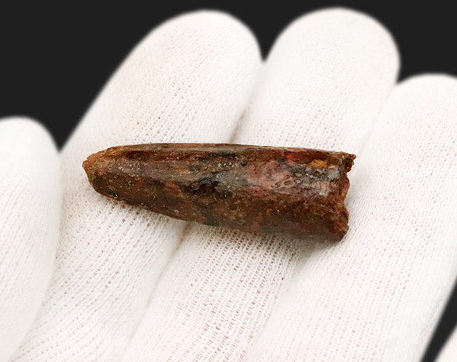 白亜紀、北アフリカの覇者・スピノサウルス（Spinosaurus）の歯の化石