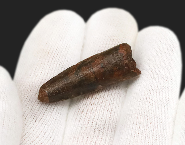 白亜紀、北アフリカの覇者・スピノサウルス（Spinosaurus）の歯の化石