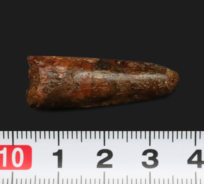 恐竜 化石 スピノサウルスの歯化石 大型 恐竜の歯 化石 「スピノサウルスの歯化石」特大サイズ 【公式通販】