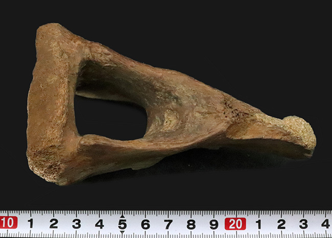 レックスコレクター感涙ものの、パーフェクトコレクション！一生ものの家宝としておすすめできる、米国モンタナ州産ティラノサウルス・レックスのシェブロンボーン（尾椎下弓骨）（その10）