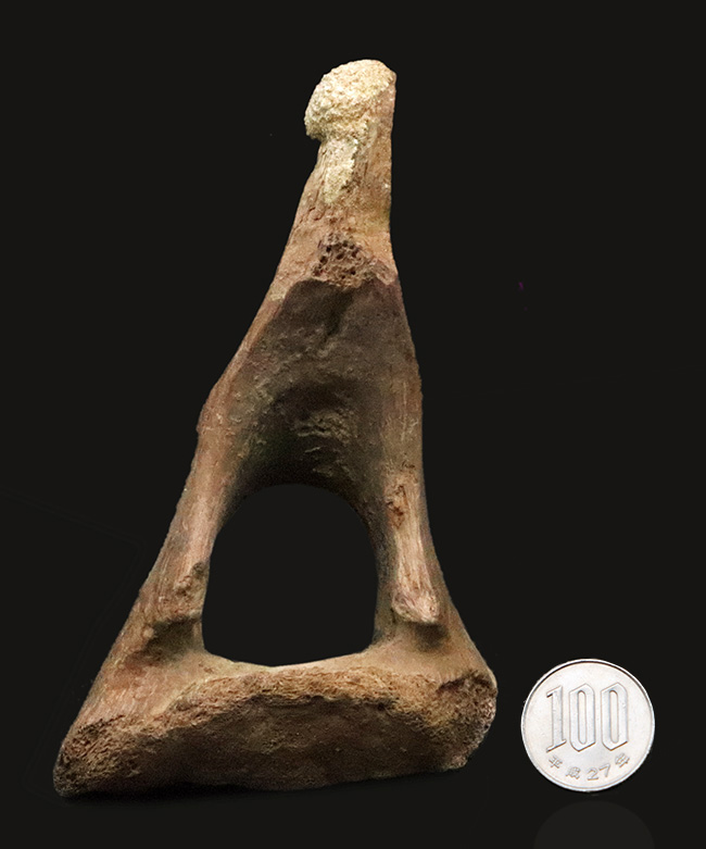 レックスコレクター感涙ものの、パーフェクトコレクション！一生ものの家宝としておすすめできる、米国モンタナ州産ティラノサウルス・レックスのシェブロンボーン（尾椎下弓骨）（その11）