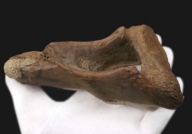 レックスコレクター感涙ものの、パーフェクトコレクション！一生ものの家宝としておすすめできる、米国モンタナ州産ティラノサウルス・レックスのシェブロンボーン（尾椎下弓骨）（その2）