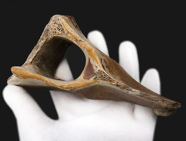 レックスコレクター感涙ものの、パーフェクトコレクション！一生ものの家宝としておすすめできる、米国モンタナ州産ティラノサウルス・レックスのシェブロンボーン（尾椎下弓骨）（その3）