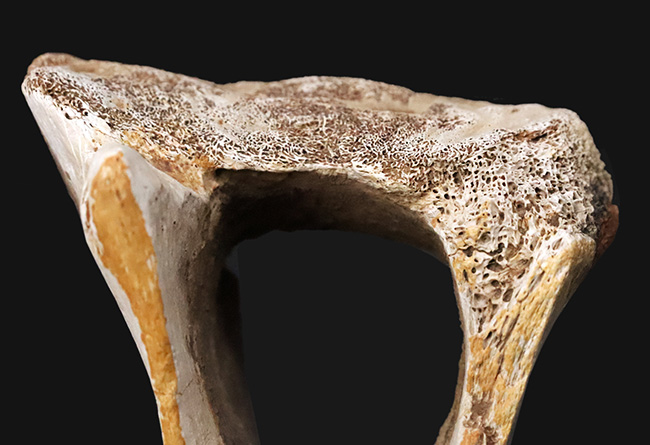 レックスコレクター感涙ものの、パーフェクトコレクション！一生ものの家宝としておすすめできる、米国モンタナ州産ティラノサウルス・レックスのシェブロンボーン（尾椎下弓骨）（その4）