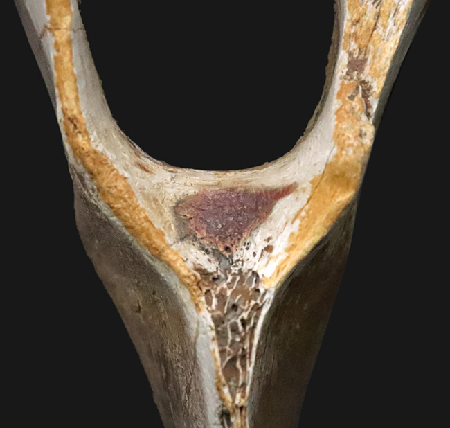 レックスコレクター感涙ものの、パーフェクトコレクション！一生ものの家宝としておすすめできる、米国モンタナ州産ティラノサウルス・レックスのシェブロンボーン（尾椎下弓骨）（その5）