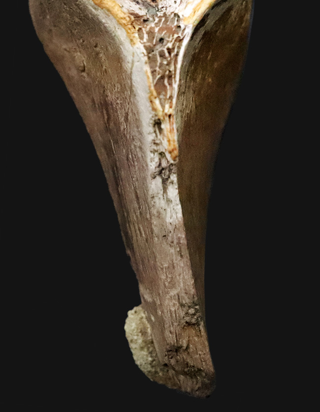 レックスコレクター感涙ものの、パーフェクトコレクション！一生ものの家宝としておすすめできる、米国モンタナ州産ティラノサウルス・レックスのシェブロンボーン（尾椎下弓骨）（その6）