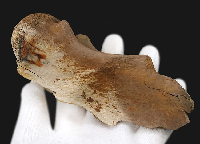 レックスコレクター感涙ものの、パーフェクトコレクション！一生ものの家宝としておすすめできる、米国モンタナ州産ティラノサウルス・レックスのシェブロンボーン（尾椎下弓骨）（その7）