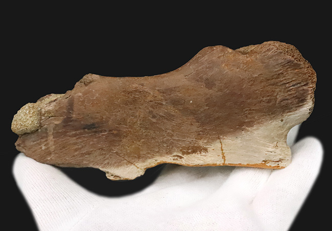 レックスコレクター感涙ものの、パーフェクトコレクション！一生ものの家宝としておすすめできる、米国モンタナ州産ティラノサウルス・レックスのシェブロンボーン（尾椎下弓骨）（その8）