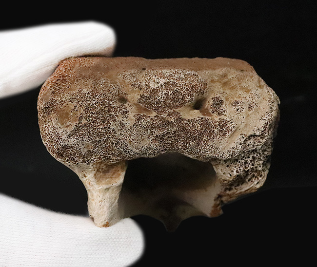 レックスコレクター感涙ものの、パーフェクトコレクション！一生ものの家宝としておすすめできる、米国モンタナ州産ティラノサウルス・レックスのシェブロンボーン（尾椎下弓骨）（その9）