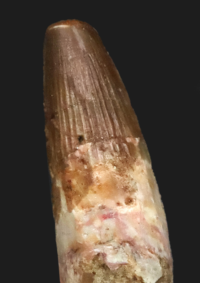 白亜紀後期、北アフリカの覇者スピノサウルス（Spinosaurus）の歯化石（その4）