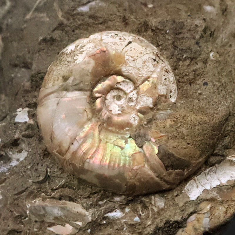 希少な遊色残存標本！北海道羽幌町逆川産のアンモナイト、メソプゾシア（Mesopuzosia）の上質化石（その4）
