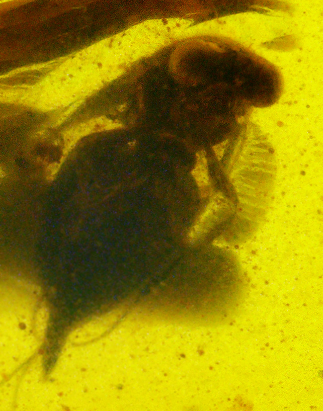 美しいオーバル型、恐竜時代の琥珀、虫が一匹内包されたミャンマー産のバーマイト（Burmite）（その1）