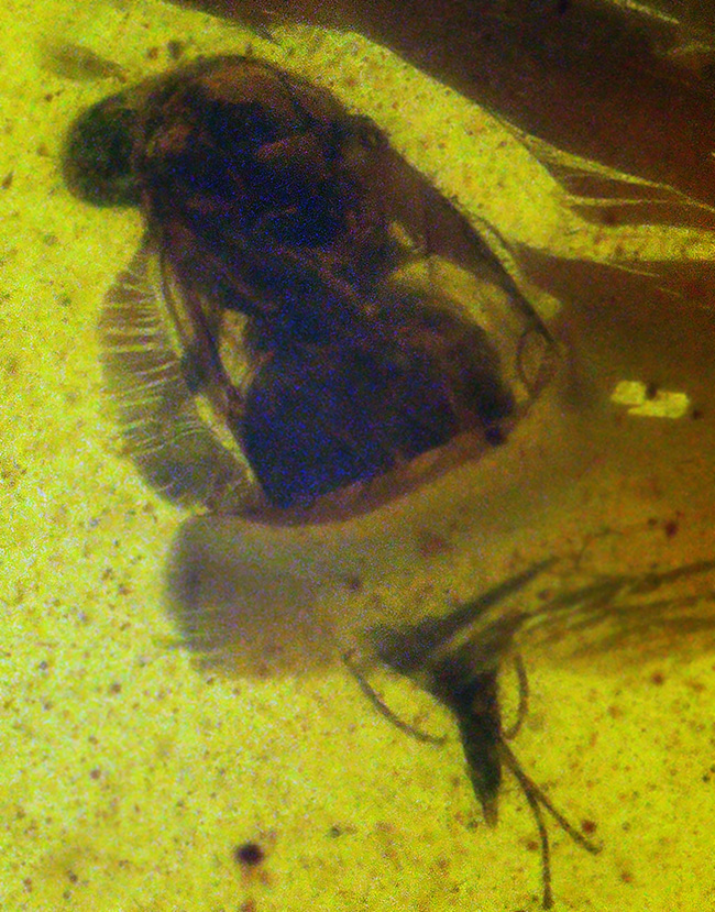 美しいオーバル型、恐竜時代の琥珀、虫が一匹内包されたミャンマー産のバーマイト（Burmite）（その3）