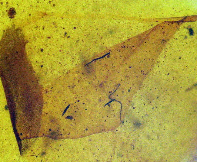 美しいオーバル型、恐竜時代の琥珀、虫が一匹内包されたミャンマー産のバーマイト（Burmite）（その4）