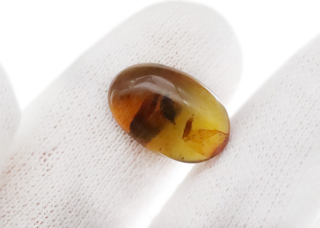 美しいオーバル型、恐竜時代の琥珀、虫が一匹内包されたミャンマー産のバーマイト（Burmite）（その5）
