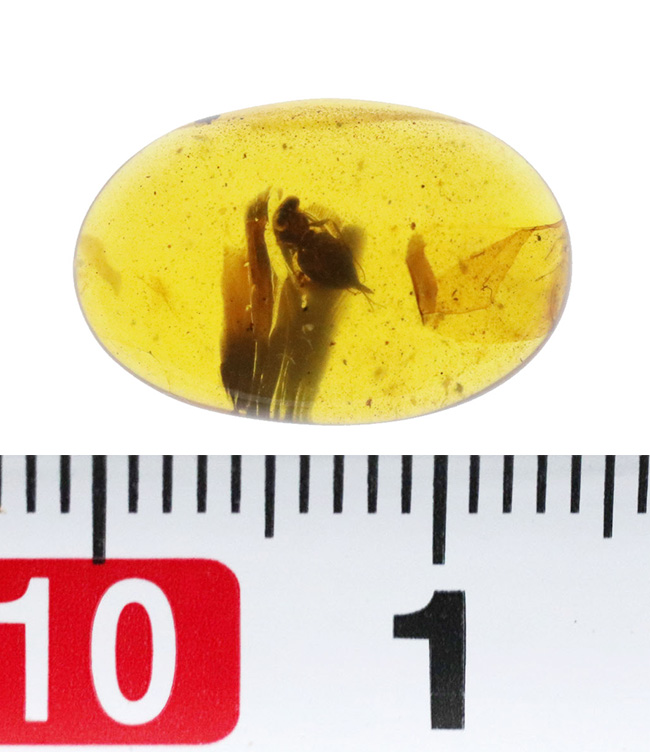 美しいオーバル型、恐竜時代の琥珀、虫が一匹内包されたミャンマー産のバーマイト（Burmite）（その8）